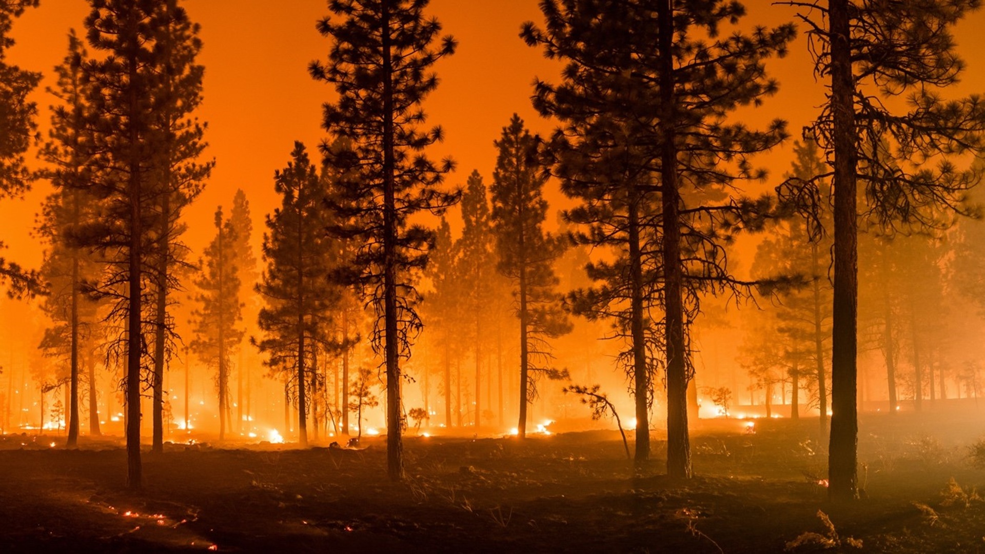 Wildfires Across the World: Where Are the Blazes?