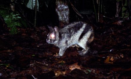 World’s Rarest Rabbit Rescued in Indonesia