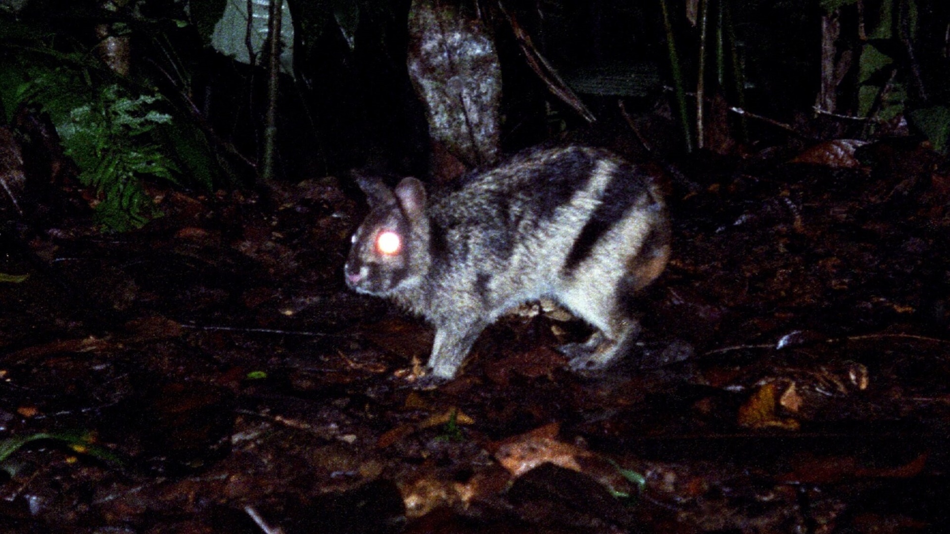 World’s Rarest Rabbit Rescued in Indonesia